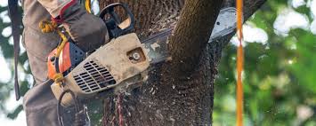 Best Lawn Pest Prevention  in Swissvale, PA