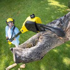 Best Tree Preservation Services  in Swissvale, PA