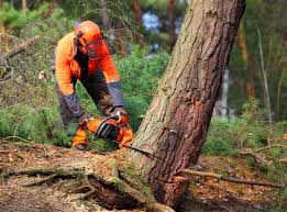 Best Root Management and Removal  in Swissvale, PA