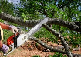 Best Tree Trimming and Pruning  in Swissvale, PA