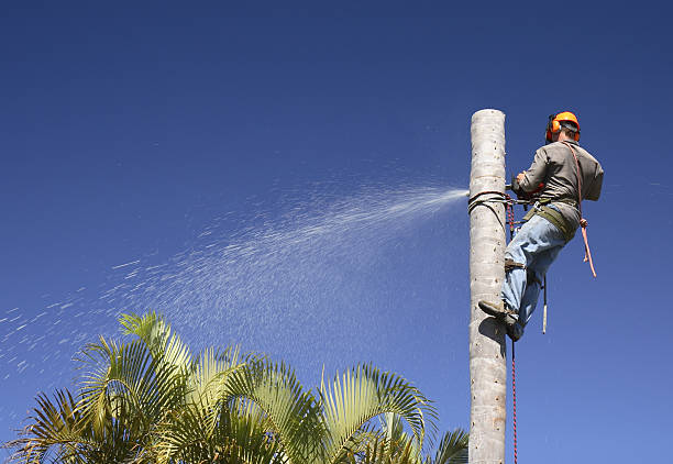 Trusted Swissvale, PA Tree Care Experts