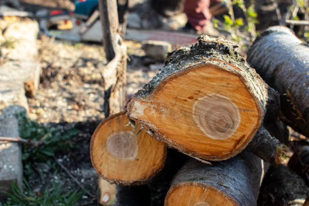 Best Stump Grinding and Removal  in Swissvale, PA