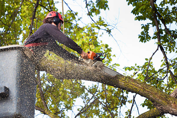 Best Tree Risk Assessment  in Swissvale, PA