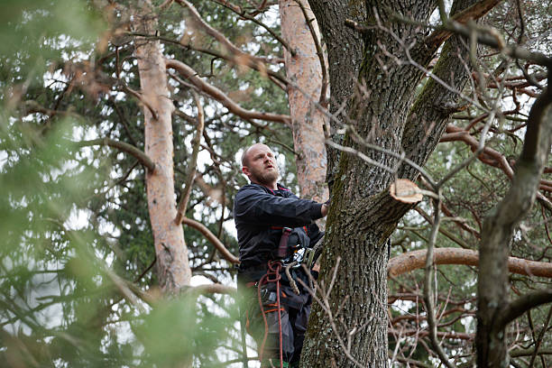 Best Tree Preservation Services  in Swissvale, PA