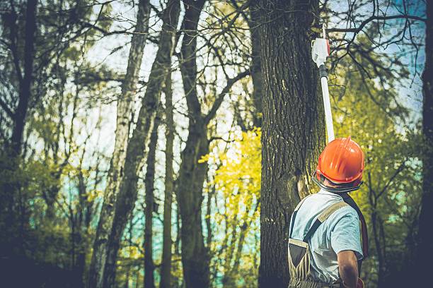 Best Leaf Removal  in Swissvale, PA